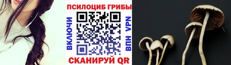 наркотики  Заводоуковск  Псилоцибиновые грибы Psilocybine cubensis 
